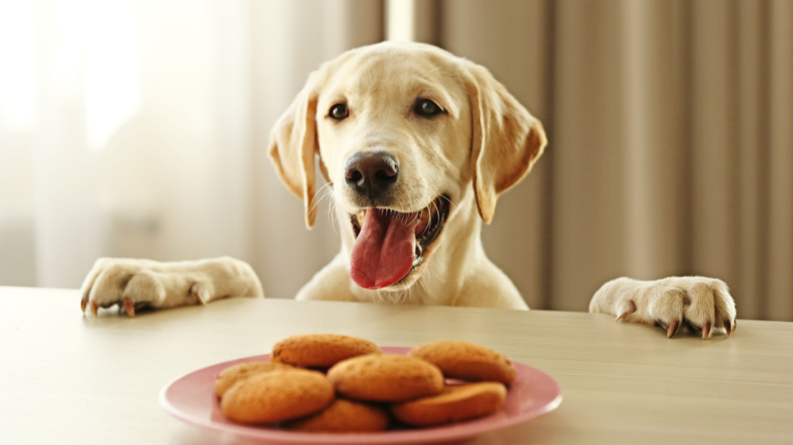 Forskargruppen har undersökt drygt 300 labrador retrievers och jämfört dessa med 39 andra raser. Foto: Shutterstock